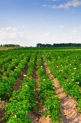Fototapeta na wymiar Potato field Flowering potato.