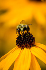 A bumblebee (Bombus sp.) feeds on a Blackeyed susan (Rudbeckia hirta).