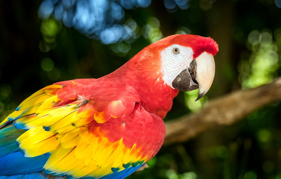 Fototapeta Close up of scarlet macaw parrot