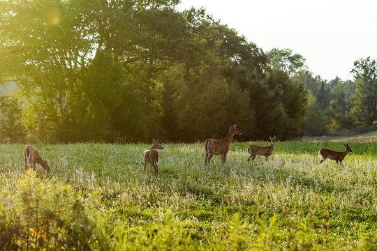 Fototapeta A female white-tailed deer, Odocoileus virginianus, stands in a field with four spotted fawns.