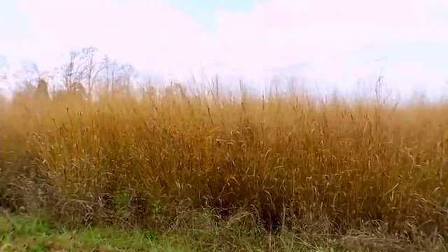 Switchgrass is grown and harvested as a biomass feedstock.
