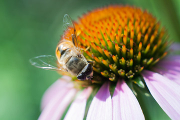 Fly on the flower
