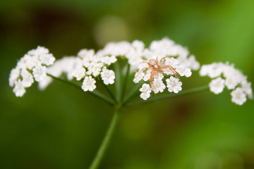 Spider on flowers