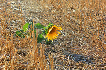 solitude du tournesol