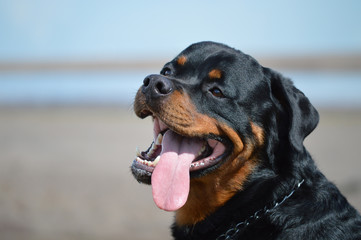 Close-up of a tired Rottweiler dog with tongue hanging out of his mouth.