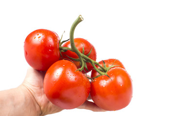 hand holding ripe tomatoes