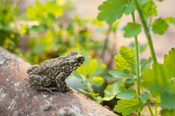 Naklejka premium Land frog in the garden