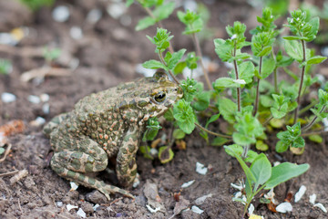Land frog in the garden