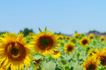 Fototapeta premium Field of sunflowers