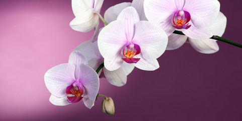 Orchid on purple © Denis Kadatsky