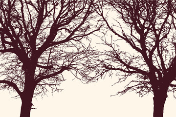 Fototapeta na wymiar two trees