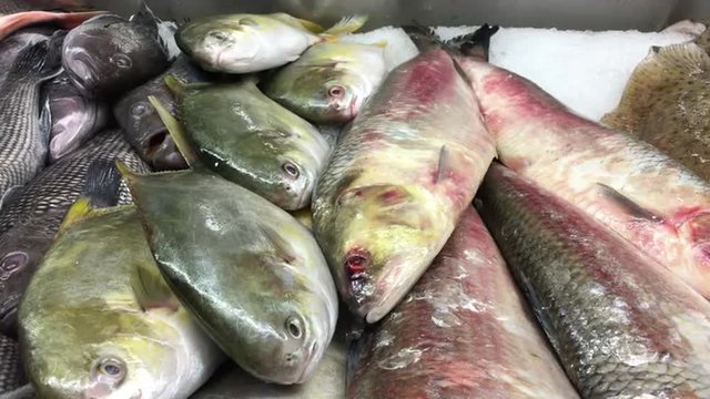 Fresh fish at market available to purchase.