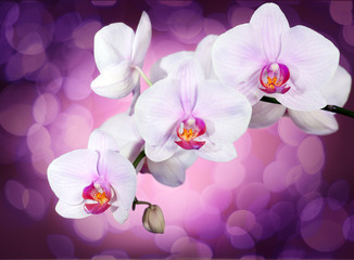 Orchid on purple © Denis Kadatsky