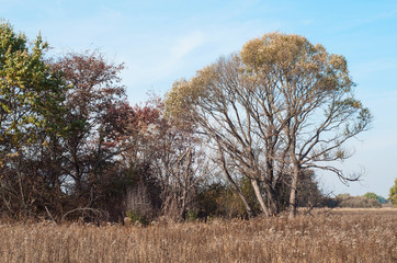 The trees in the field