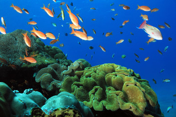 Fototapeta na wymiar Fish Over Colorful Coral Reef at Crystal Bay, Nusa Penida. Bali, Indonesia