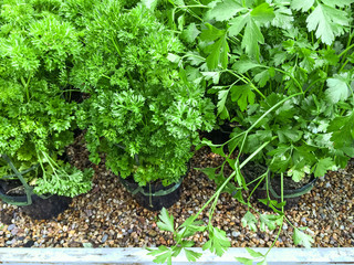Pots with curly and Italian parsley
