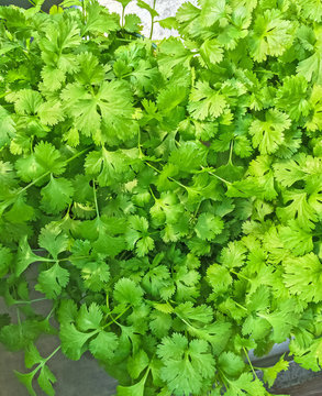 Fresh coriander - aromatic herbs