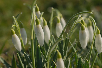 Snowdrops,Galanthus Nivalis,messenger of spring