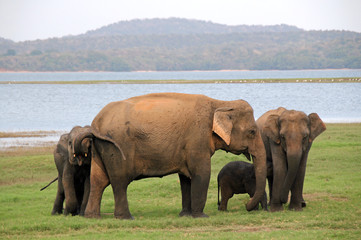 Lankesian Elephant Family (Elephas Maximus Maximus), Minneriya National Park, Sri Lanka