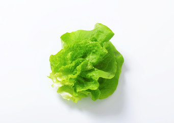 Fresh lettuce