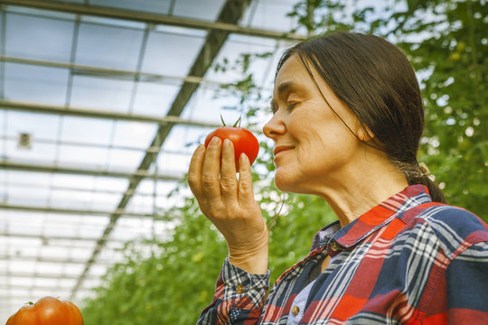 Set in a greenhouse tomato
