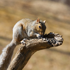 Squirrel