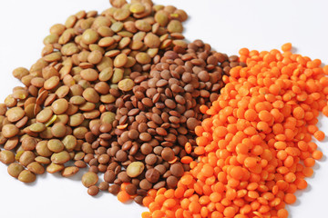 Lentil varieties
