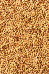 Continental lentils