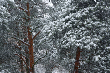 Pine trees in snowy winter.