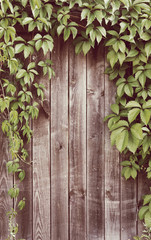 Ivy frame on wooden fance with Instagram style filter