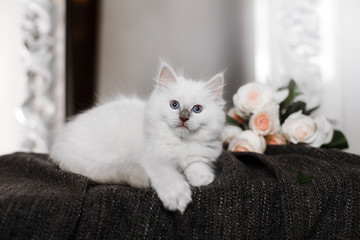 Ragdoll blue point little kitten