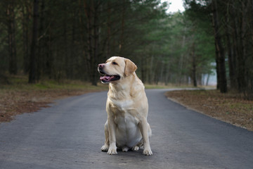 Yellow Labrador retriever waiting for his master. sad dog expression, abandoned dog. Autumn and spring time and park scene with 