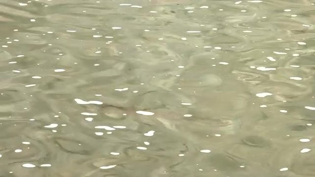 Rainbow trout swimming in 4K