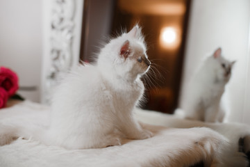 Ragdoll blue point little kitten