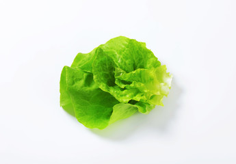 Fresh lettuce