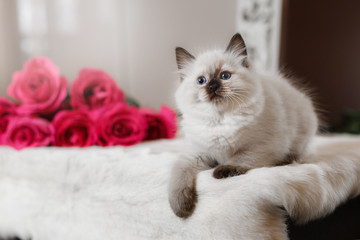 Ragdoll blue point little kitten