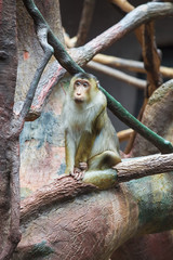 Naklejka na ściany i meble Sad macaque - Macaca nemestrina