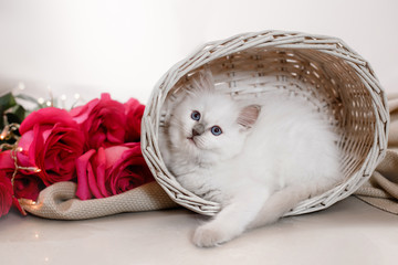 Ragdoll blue point little kitten