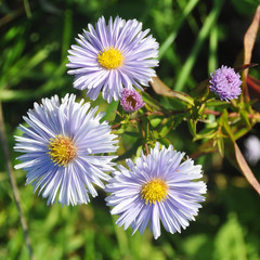 Beautiful violet aster flowers