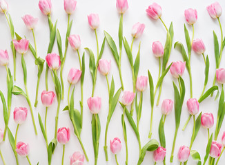  fresh spring pink tulips on white background