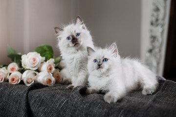 Ragdoll blue point little kitten