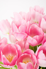Obraz na płótnie Canvas fresh spring pink tulips on white background