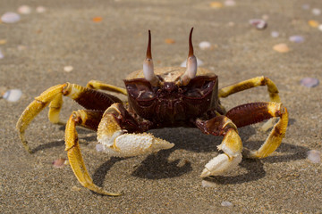 Crab