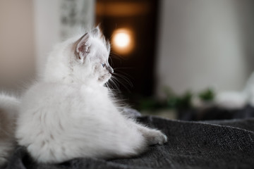 Ragdoll blue point little kitten