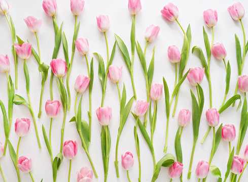  Fresh Spring Pink Tulips On White Background