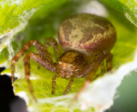 Xysticus crab spider on leaf