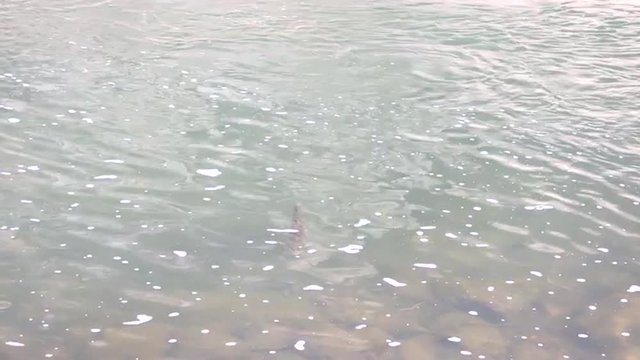 Rainbow trout swimming in 4K