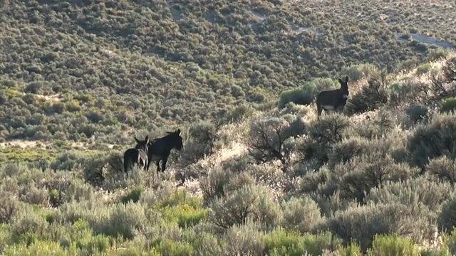Wild burros graze in open rangeland in the Western states.