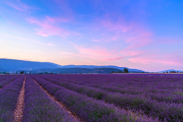 Fototapeta na wymiar Beautiful landscape of lavender fields at sunset near Sault