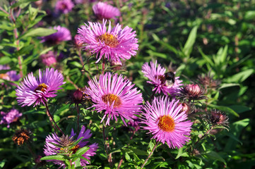 Obraz premium Beautiful violet aster flowers